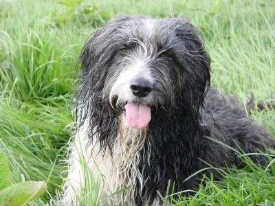 Chap, Beardiemix, mk