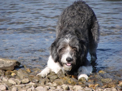 Chap, Beardiemix, mk