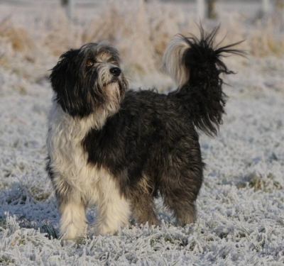 Chap, Beardiemix, mk