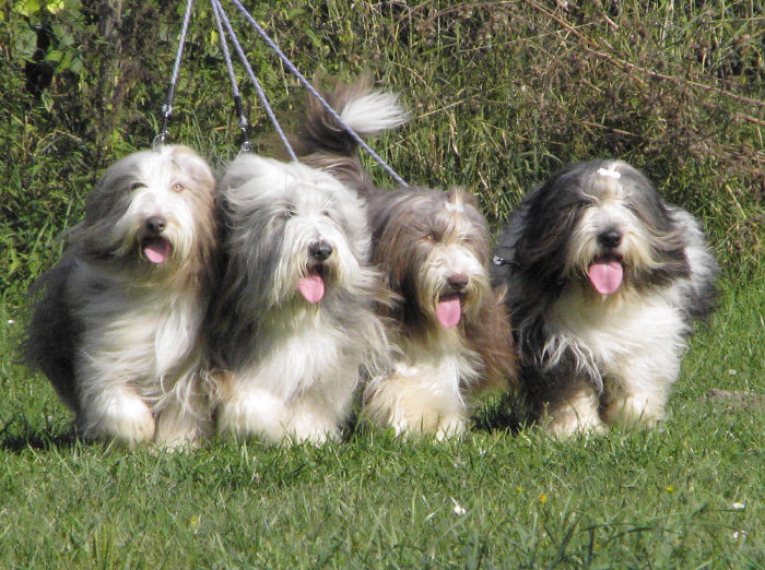Casper-Phil-Chocolate-Baghira